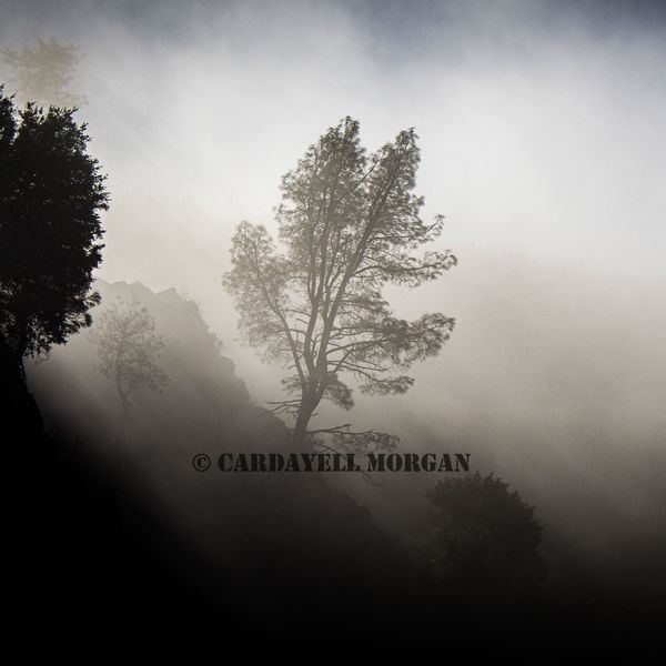 Photograph by Cardayell Morgan